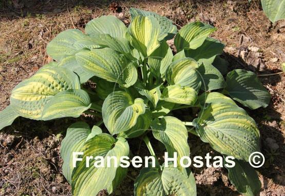 Hosta Dorothy Benedict